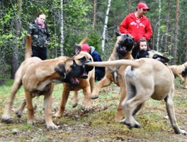 Brädi, Nasse, Nisse & Basso 140511